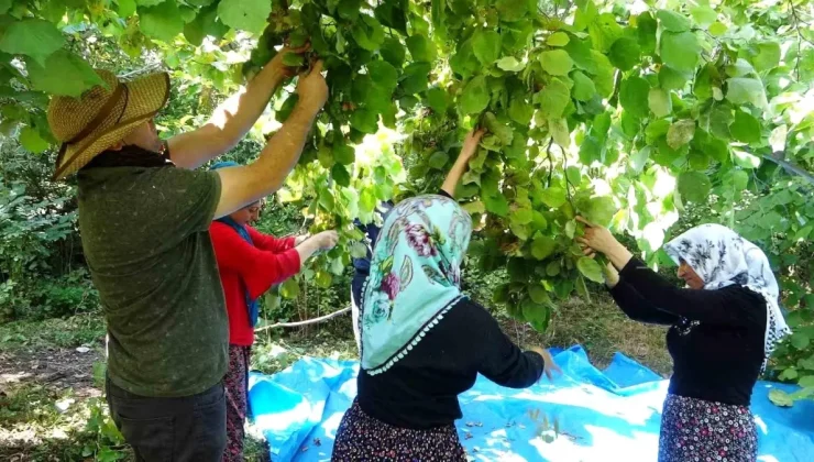 Van’ın Gevaş ilçesinde ‘olmaz’ denilen fındığın hasadına başlandı